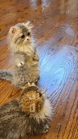 Cats #kucing #kitten #catsoftiktok #crochetcat #pets 