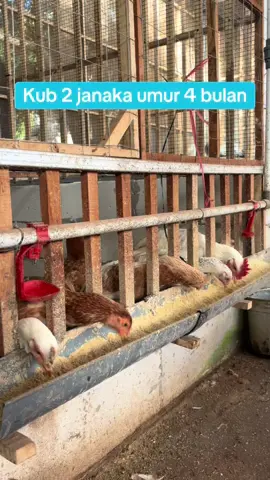 Salam peternak ayam 