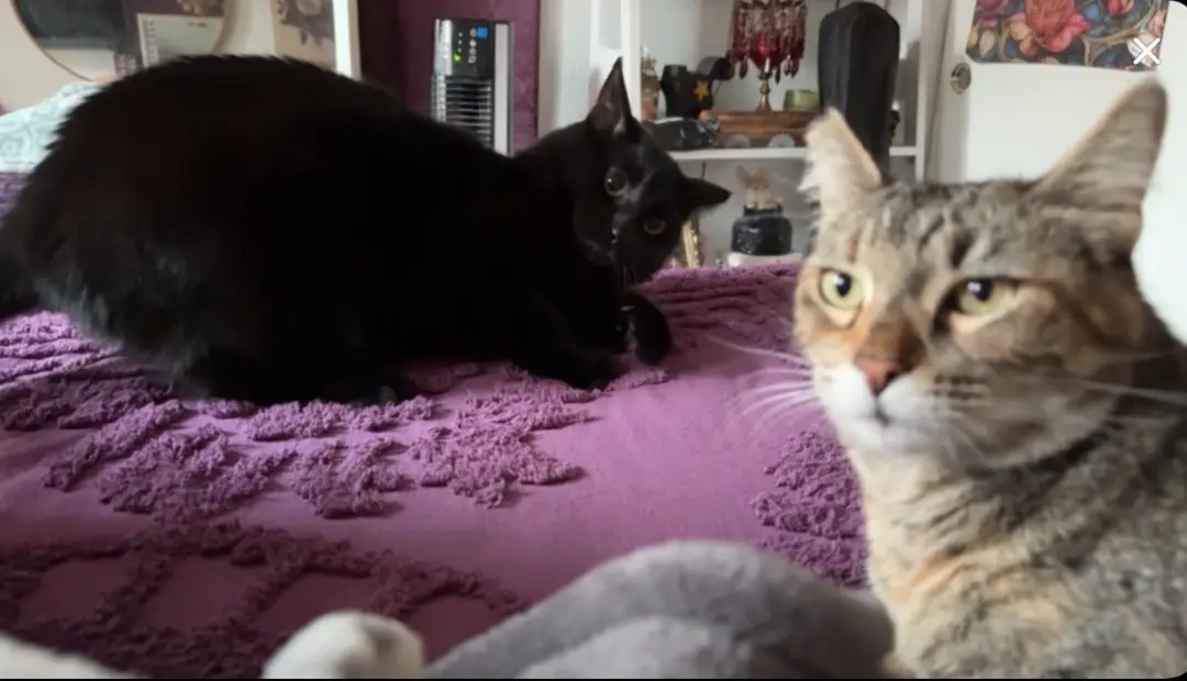 #casethatdosentsitrightwithme #cats #foryoupage #fyp #PetsOfTikTok 