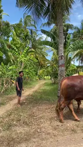 izin post abngdaa@Yusuf Yusuf @kunengpesawat @m.iqbal_casanova @Aceh Modern Farm @MURSAL FARM @Qai  @Andik @redbull_aceh  @Berkah SAKHA FARM @mynameismen_@calang_jaya_farm @Aceh Farm Channel @Habibussalis@sidom.apui682 @rk.farm95  #fyp #peternakmuda #CapCut #EkspresikanDenganCapCut #tukangngarit 