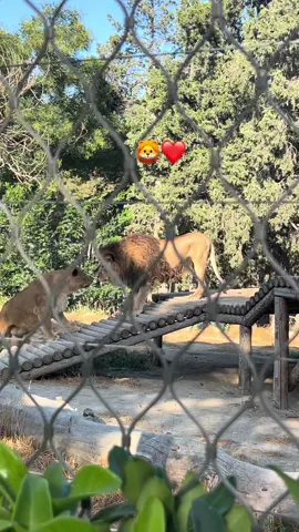 🦁❤️ #муфаса #lionking #lion #keşfet #zoopark 