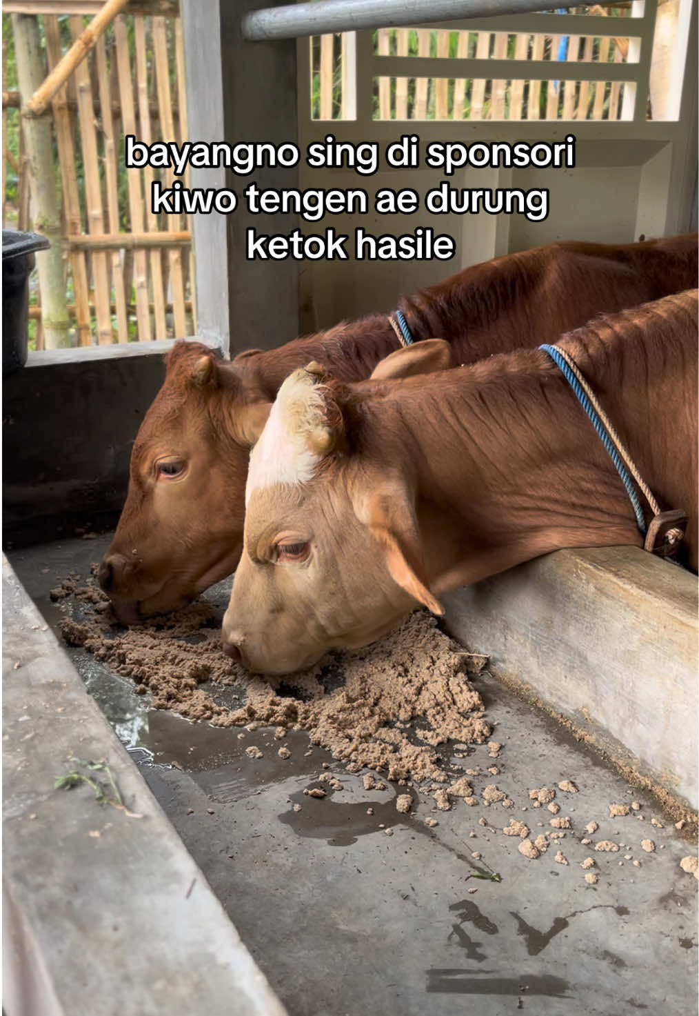 #suksesmuda #kandangmbahdarmo #peternaksapiindonesia #peternaksapimuda #pageforyou 