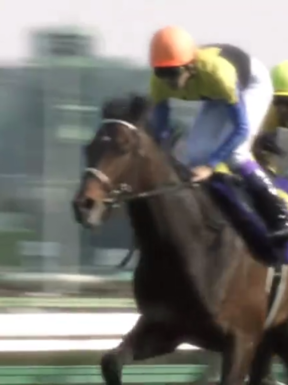 EN: Deep Impact (2002 - 2019) was a Japanese hero, a true idol, and a powerful racing legend. Why was he canceled in the game?  - Two weeks after the 2006 Prix de l'Arc de Triomphe, he tested positive for Ipratropium (a medication use to treat symptoms of chronic obstructive pulmonary disease and asthma in humans, not doping). As a result, his race result [3rd] has been cancelled. - According to IFHA and France Galop, Ipratropium was not an absolutely banned substance; but since it is classified as a therapeutic medication, its use must be declared to the race authorities. In Deep Impact’s case, JRA and his team did not make such a declaration, which directly led to the disqualification of his result. [substances not allowed in competition] - This is a great shame for the whole of Japan because there is no way a legendary horse could be diagnosed positive for drugs even though it is not even a banned substance, this shame has even made the owner of Deep Impact refuse the horse's copyright contracts to enter the game. VI: Deep Impact (2002 - 2019), con vợ này được biết đến là 
