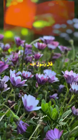 #CapCut #صباح_الخير #اصبحنا_واصبح_الملك_لله #صلاة_الضحى_صلاة_الاوابين 