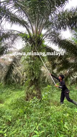 #sawit#sawitbapak#hargasawit2025#berondol #petanisawit fyp