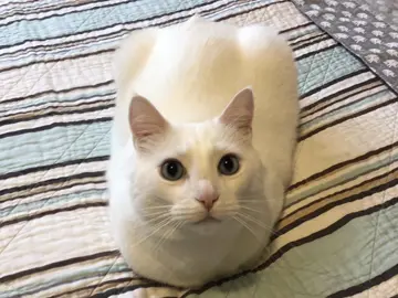10/10 loaf #cat #fyp
