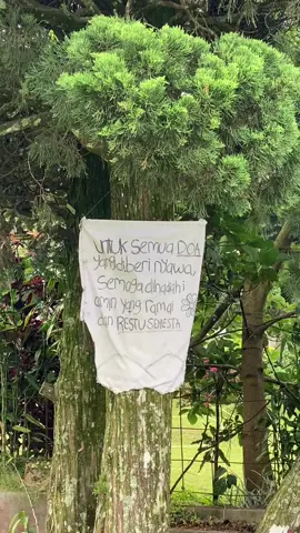 🌞🌳🌫️