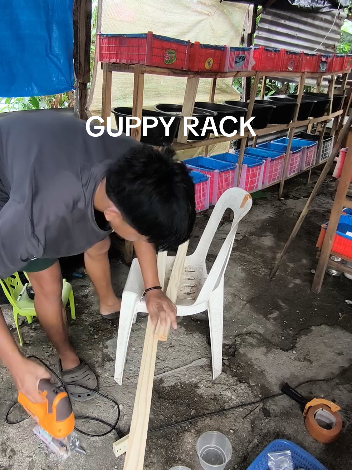 DESTROY IT YOURSELF HAHAHAH #GuppyContent #kn8 #aquatics 