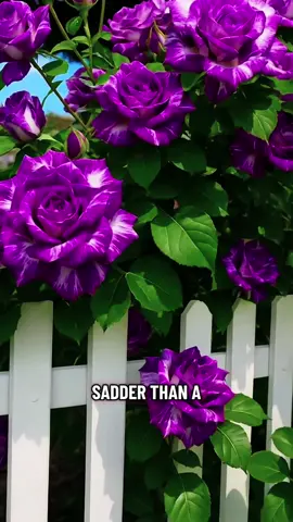 #tiktokshop #roses #seeds #plantsoftiktok #flowers 