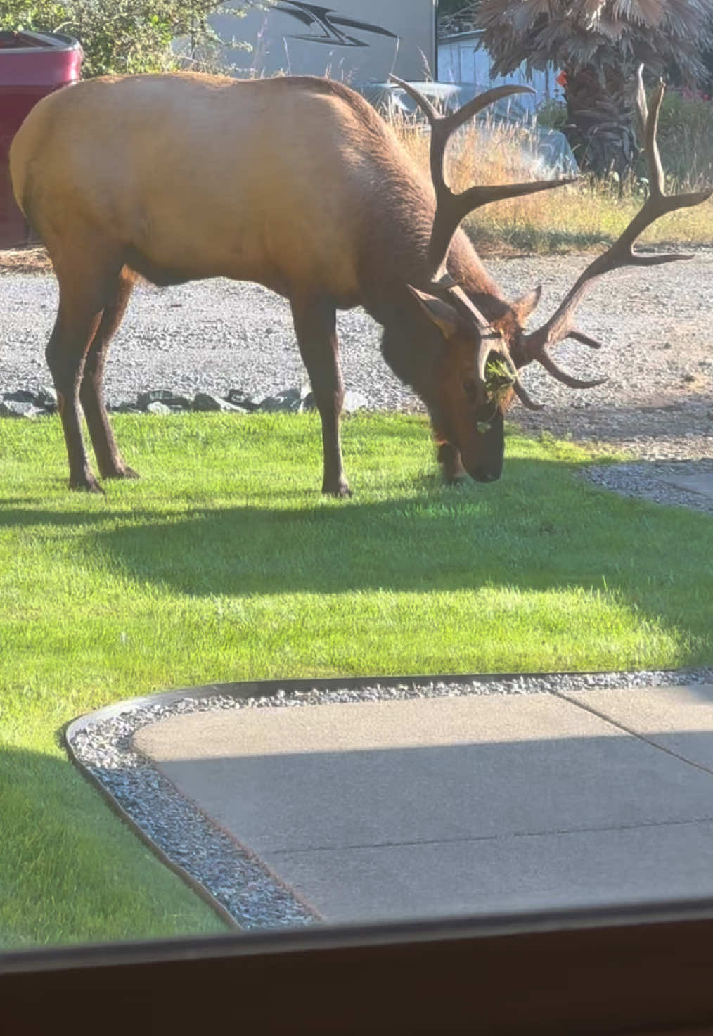 When you spend the last 4 months perfecting the front yard and a big bull elk comes through to mess it all up to prepare for the rut. #bullelk #elk #pnw #rut #hunting 