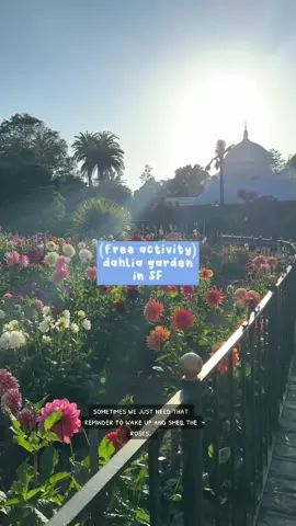 Dahlia garden in SF! 🌸 📍Next to Conservatory of Flowers - Golden Gate Park #thingstodoinsf #sf #sftok #goldengatepark #dahlias 