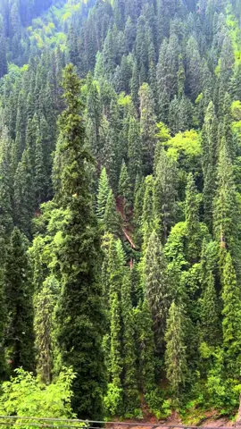 Paradise 🌲🌸🏡🌿 #foryoupage #foryou #kashmirbeauty #beautifuldestination #1millionviews @PAKISTAN..…BEAUTY 🇵🇰 @apna kashmiri 