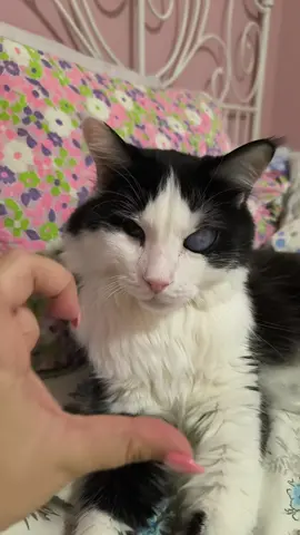 Ούτε που τον νοιάζει 🙄 #justforfun #cats 