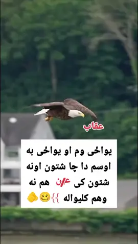 #پشتون_تاجیک_هزاره_ازبک_زنده_باد🇦🇫 #ملتیا_مې_وکړئ📚 #عقاب #100k #1millionaudition #پشتون_تاجیک_هزاره_ازبک_زنده_باد🇦🇫 #پشتون_تاجیک_هزاره_ازبک_زنده_باد🇦🇫 