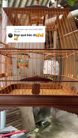 Trả lời @CHÀO MÀO ÂN THI dạ thành quả đây bác nhé 🥰 cảm ơn bác#chàomaohotđấu #chàomaohotđấuvip #chàomao #lồngchimcaocấp #châukuun 