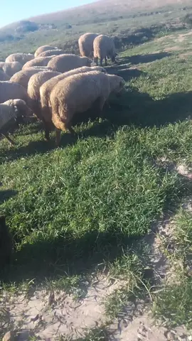 #ciobaniedragamie💯😍🍃🐑🐑🐑 @♥️B♥️K♥️ ❤️🥹♥️