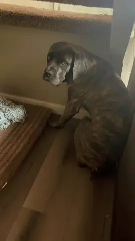 Not Zeus getting yelled at by the Suegra 🤣 #eeyore #canecorso #misbehaving #f #fyp 