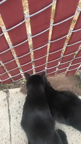 #fyp #ajdevalntig #tiktok #blackcatsoftiktok 