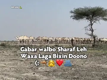 anaa bixinaayo dahab io geel