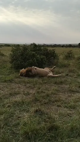 That's how the king spends a cloudy evening  cr daf_the_adventure_guide #lionlover #saveanimals justiceforolobor justiceforlorkulup justiceforoloisiadu #followers➕ #fyp #viral 