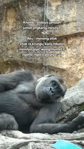 ngece po piye😪#jumatberkah #katakata #sedih #puitekchanel #gorilla 