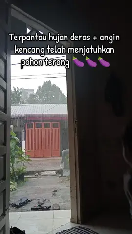 Mau dibenerin takut basah, yaudalah ya biarin aja dulu mereka berenang 🤣 #ketahananpangan #kebunmini #berkebundirumahaja 