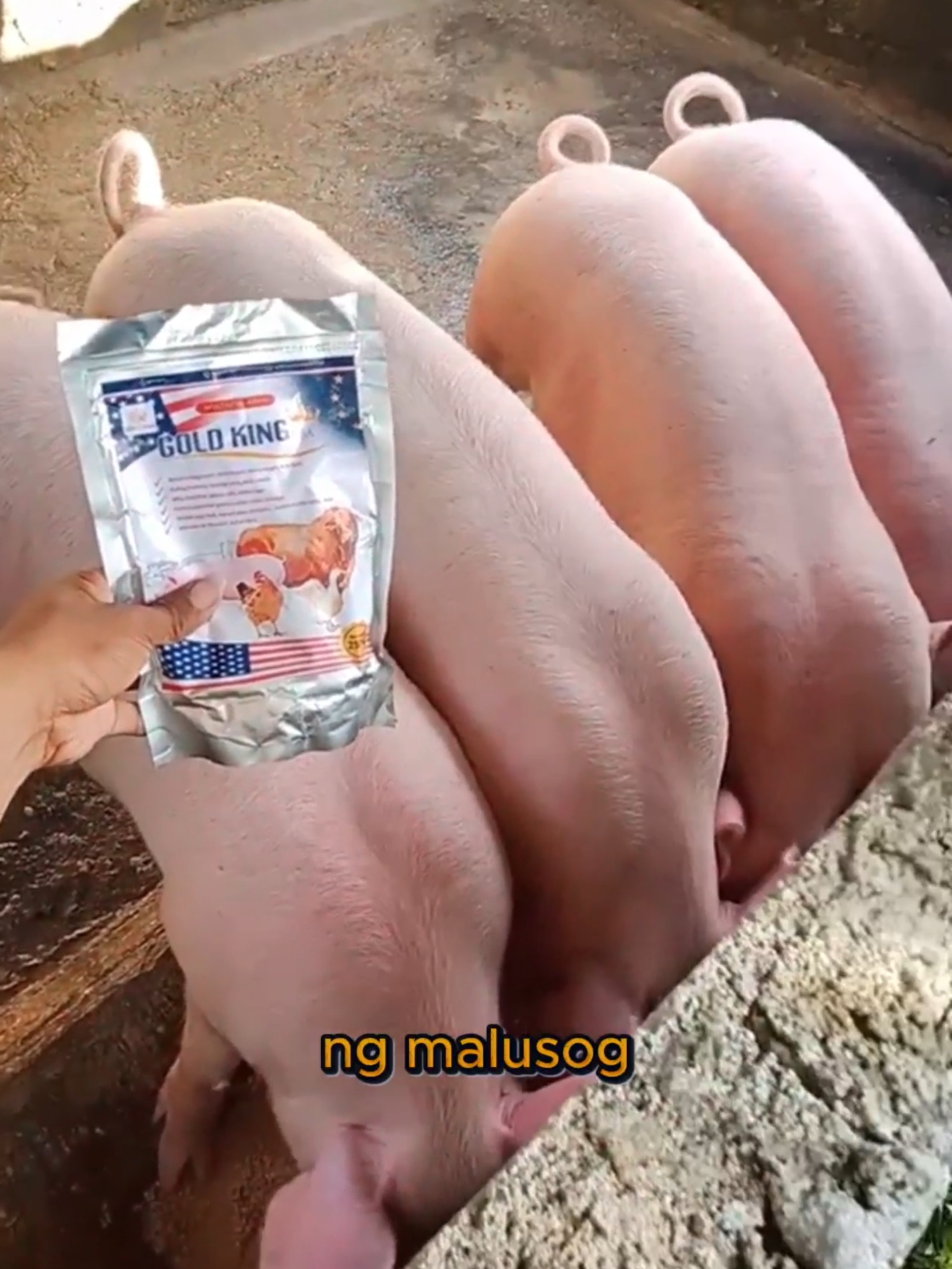 Gold King USA ay tumutulong sa mga baboy na lumaki nang mabilis at malusog dahil sa mga bitamina at mahahalagang nutrisyon. #GoldKingUSA #farm #feed #farmer #baboy #manok #baka #itik #pig #farmlife #livestock #SuperGrowth #AnimalCare #Goldking #HumicVet #EcogrowGarden