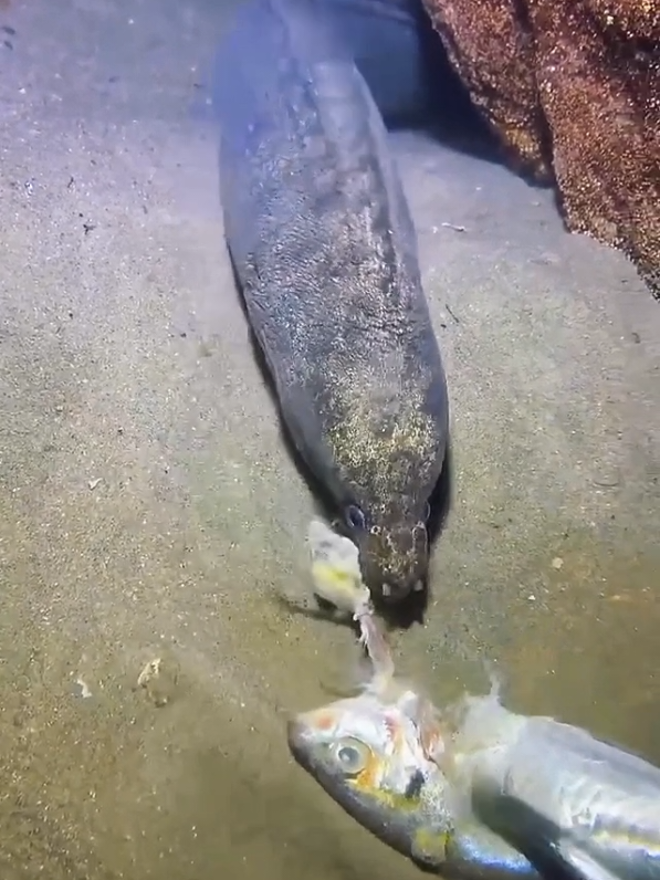 Catching the seafood on seafloor. #seafood #seaside #crab #catchthesea #diving 