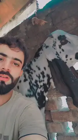 bakra 🤣😂🤣#unfrezzmyaccount #fyp #foryou #fyppppppppppppppppppppppp #unfrezzmyaccount 