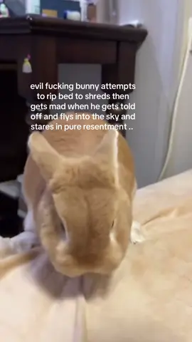 why is there multiple videos of bunnies jumping off beds then hopping into the sky.. #spirituality 