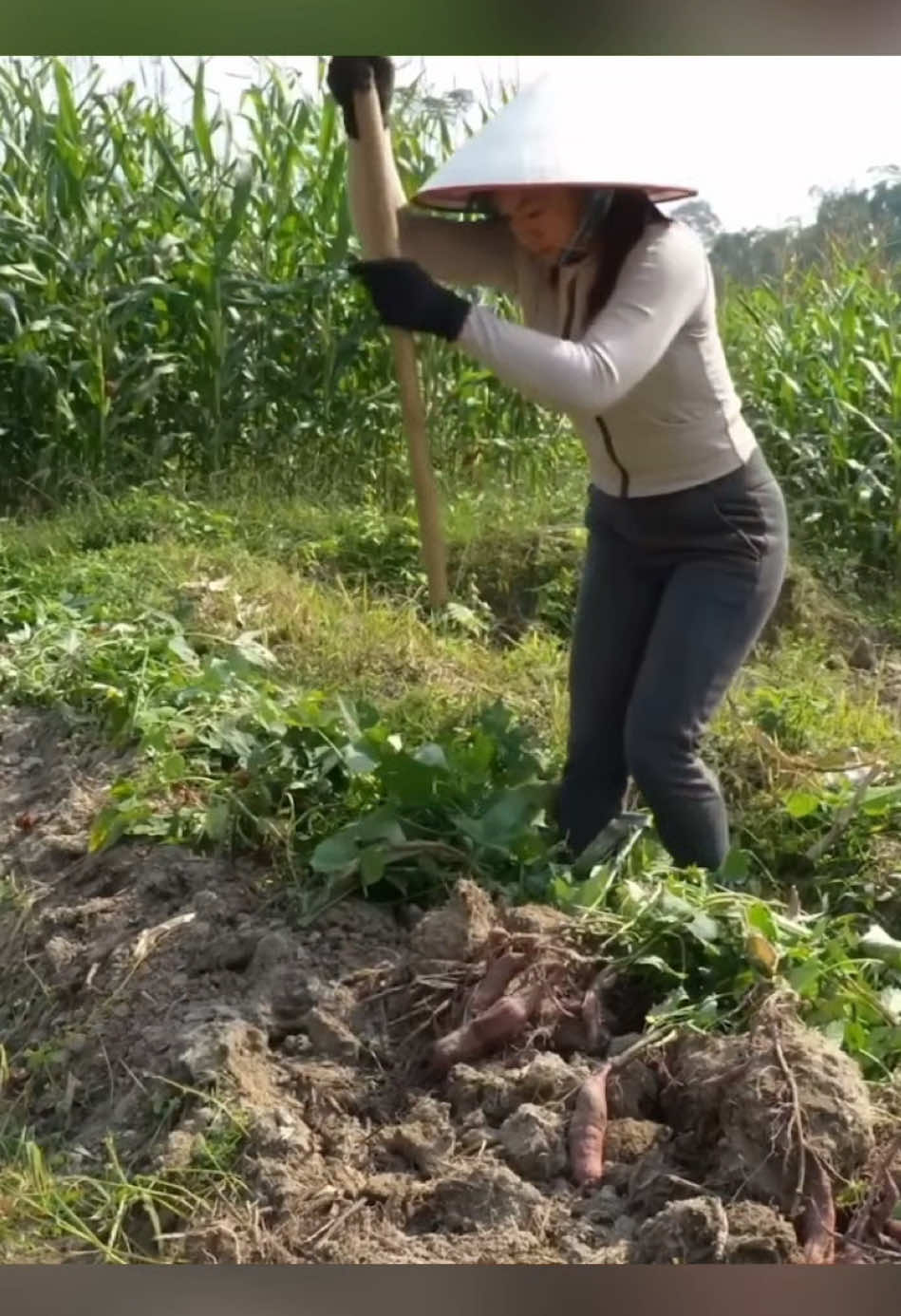 From Fields to Market: The Life of a Girl Harvesting Cassava #harvesting #garden #build #farmlife 