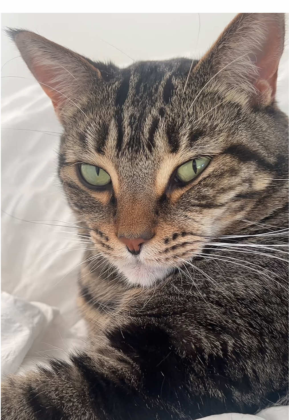 my boy💛 @Enzo Bagha #kitty #cat #boycat #catmom 