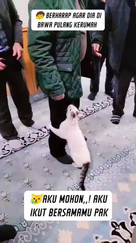 #funnyanimals #funnycats #catvideos #berbuatbaik 