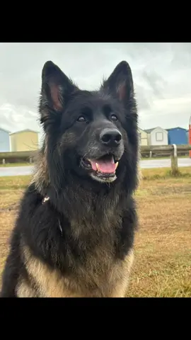 #dogsoftiktok #dogwalker #dogsforlife #PetsOfTikTok 
