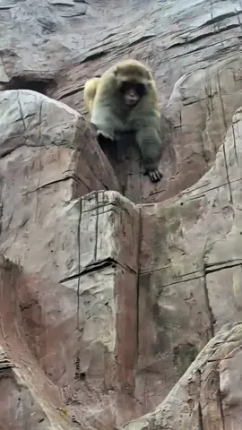 #tiktok #monkey #foryou 