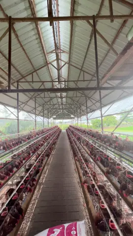 sehat-sehat ya 🐔#peternakayampetelur #ayampetelur #bosmuda #ayampetelurindonesia #ayampetelurberkualitas #bisnisanakmuda #fyp #fypage 