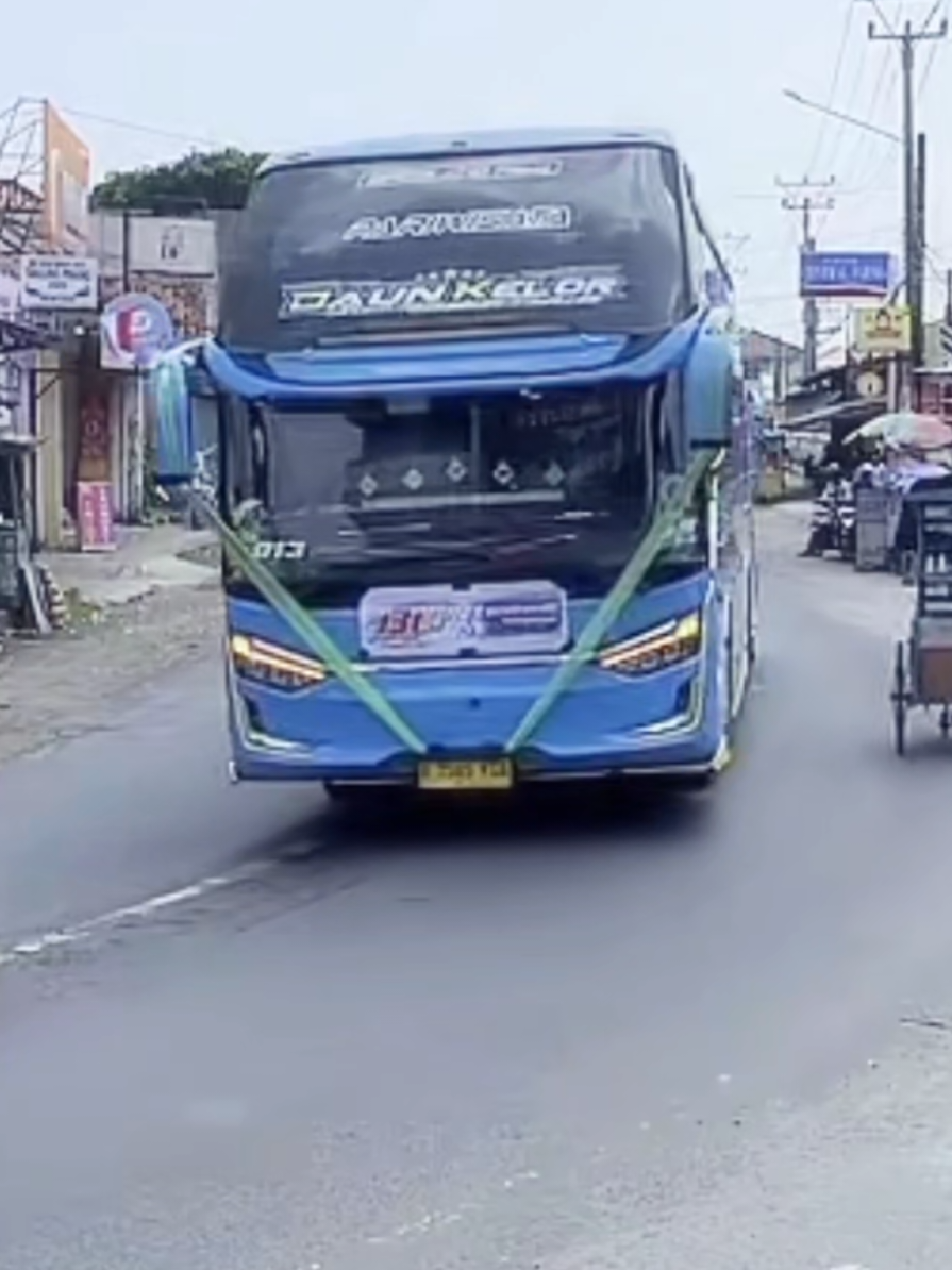 DAUN KELOR .KUMIS KUCING TERPANTAU #viral #bus #fyp 