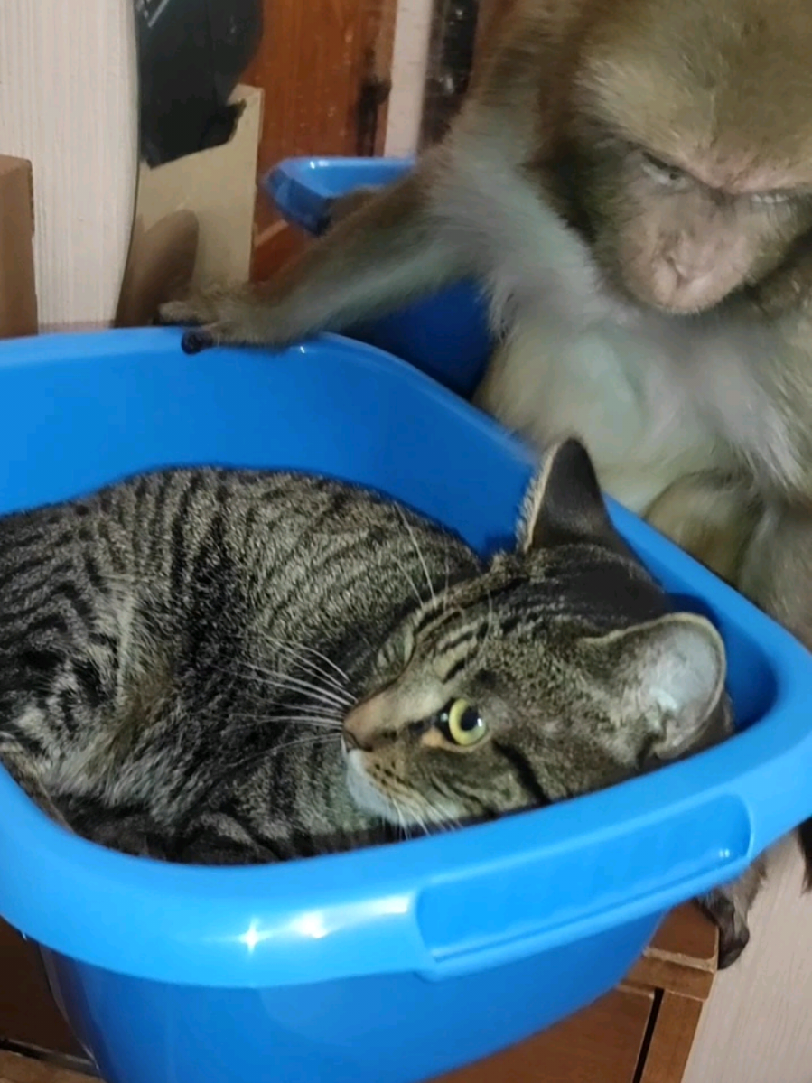 Яша @Чебуратор перевоспитывает #животныеприколы #видеоприколы #коты #смешноевидео #смешныеживотные 