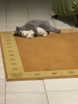 القط يحب خناقه 😂 بعد الغيره وضرب ومضروب صاروا  حبايب ❤️