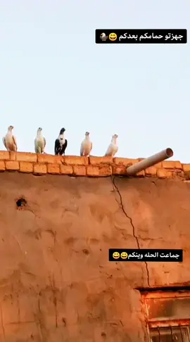 #الموسم#هههههه