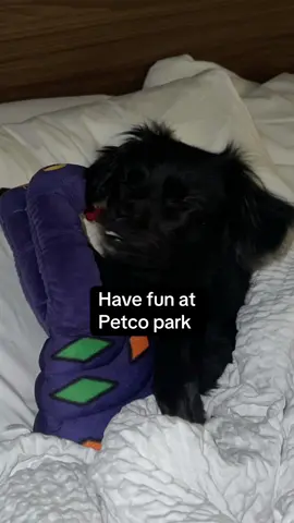 Luna might be a @Padres fan 😭🖤😂 #padres #petcopark #sandeigo #dog #dogmom @Petco 