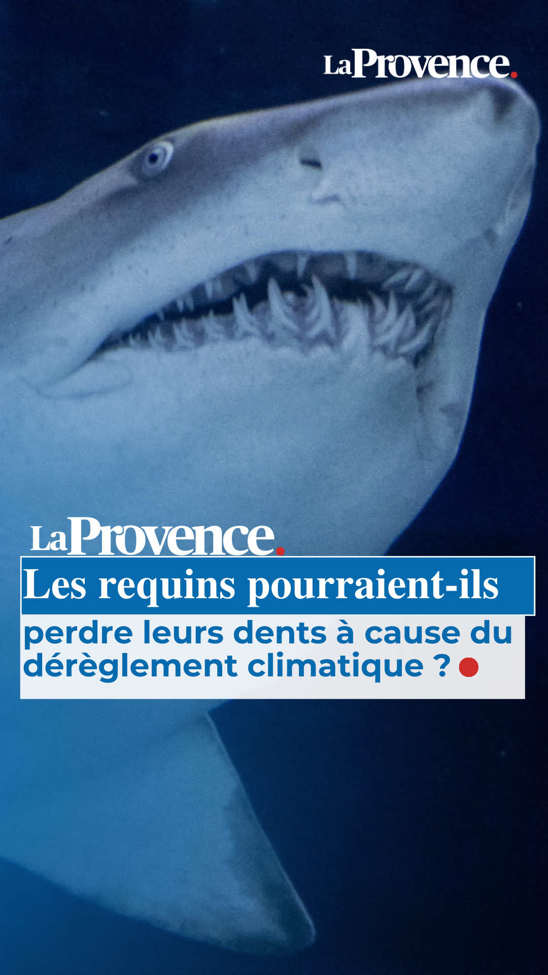 🦈 