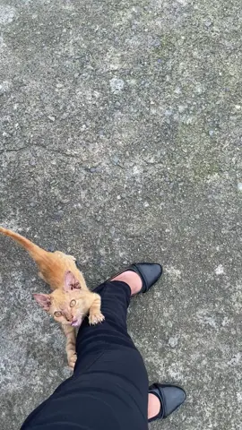His name is Ago welcome to my life new adopted stray cat🥰#life #catsoftiktok #animals #Love #furyou 