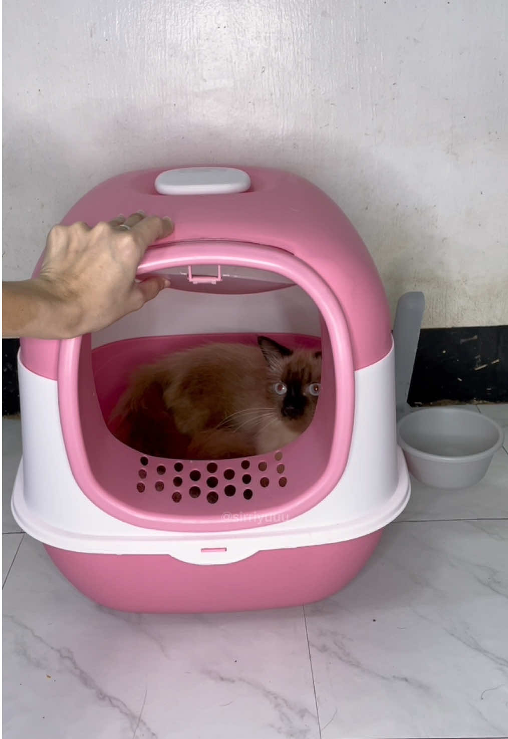 Covered Cat Litter Box #catlitter #litterbox #catlitterbox #coveredcatlitterboxes #enclosedlitterbox 