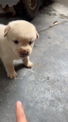 With a disgruntled look, (it) unplugs the battery. #Puppy #CutelyFierce #Dog #DailyDogTeasing #A Dog's Thoughts Are Written All Over Its Face