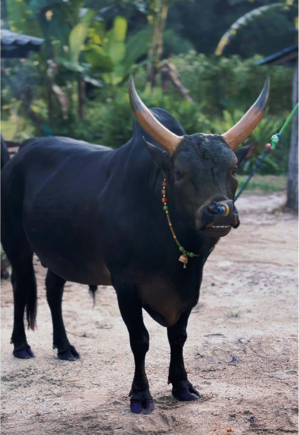 คิมว่าหงุดหงิด อยากโดนสะกิด🐂❤️‍🔥 #ดุกด้างเพชรเมืองเหนือ#เสือใต้#เสือคิม