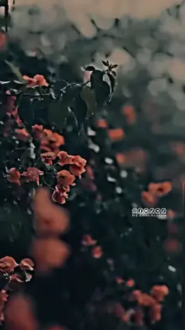শুনছো প্রিয়.? #🎼💫🎼💫🎼🎵🎵 #ভালোবাসি_প্রিয়🥀💔 #Love #অসম্ভবরকমেরভালোবাসি 