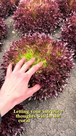 Not underwater BTW these are land-dwelling corals 😉 🪸 🥬  #lettuce #farming #aussiefarm #lettucefarm #vegetables