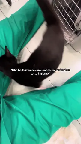 Tengo a precisare che sono tecnico veterinario e non medico.❤️ Inoltre, gli animali presenti nei video non hanno alcun collegamento diretto con le frasi o i contenuti del video stesso. Le immagini hanno solo scopo illustrativo/divulgativo. ❤️‍🩹❤️‍🩹 #techvet 