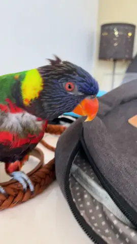 Chances to be attacked by parrot are low but never zero #kikithelorikeet #funnyparrot #crazyparrot #petbird #kikitheparrot 